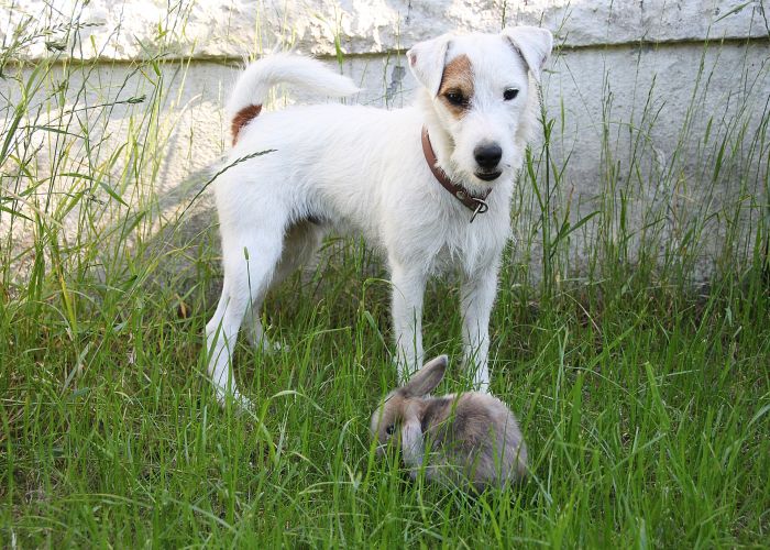 Parson Russell Terrier z królikiem na trawie.