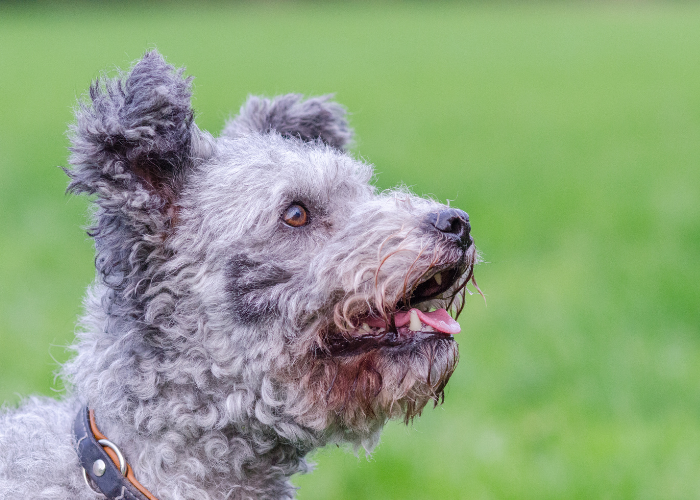 Pasterski pies pumi szary.