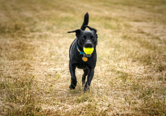 Patterdale terrier gładkowłosy.
