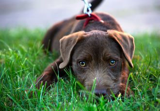 Brązowy patterdale terrier.