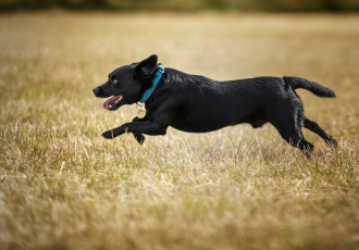 Czarny patterdale terrier biegnie.
