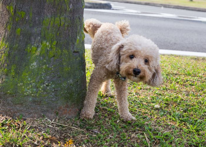 Choroby prącia u psa