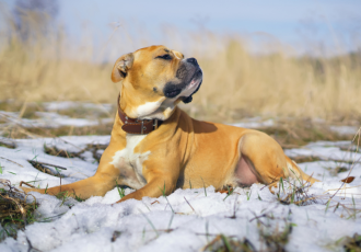 Dog z Majorki na śniegu.