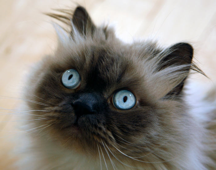 Spłaszczona głowa kota himalajskiego.