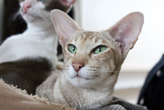 Koty peterbald