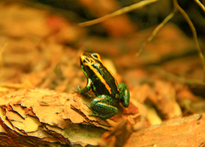 Phyllobates.