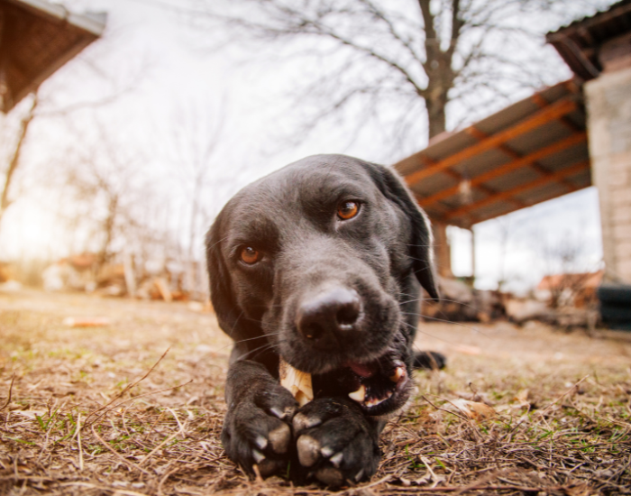 Łaknienie spaczone u psów.