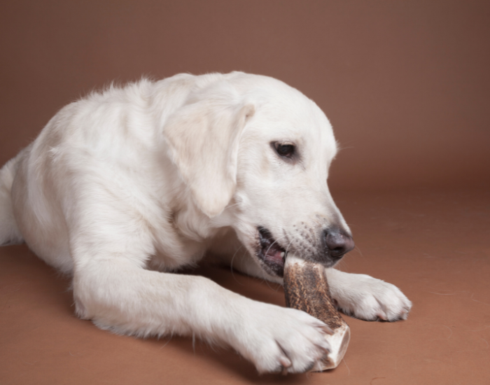 Zespół PICA u psa.