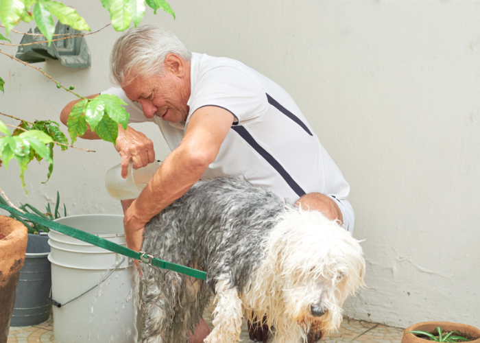 Pielęgnacja owczarka staroangielskiego bobtail.