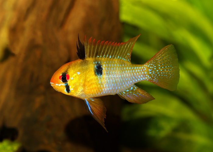 Pielęgniczka boliwijska