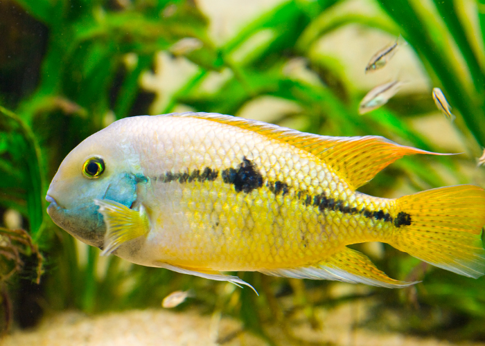 Pielęgniczka kakadu