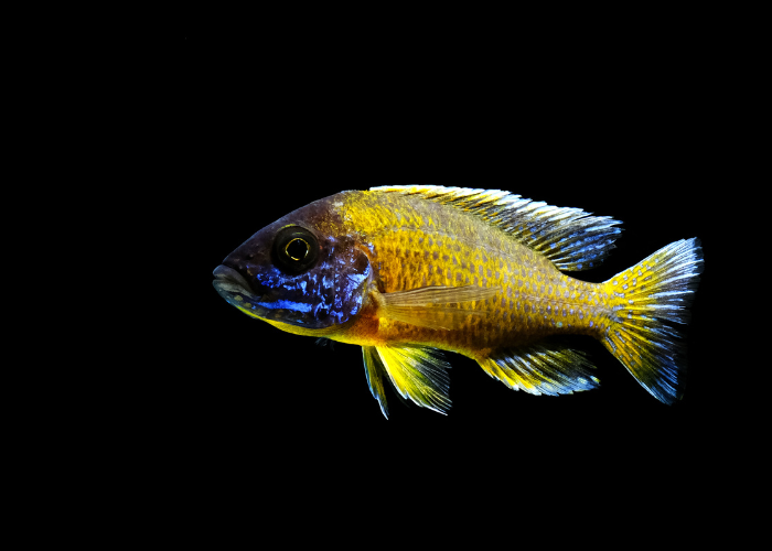 Pielęgniczka ramireza