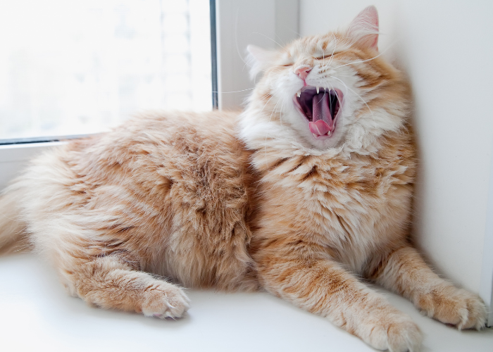 Czy koty puszczają bąki?