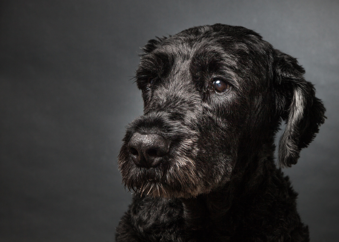 Strzyżony Bouvier des Flandres.