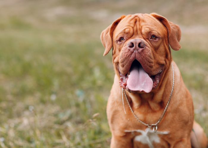 Dogue de Bordeaux rudy.