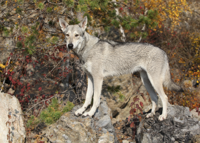 Saarlooswolfhond to rasa stworzona przez człowieka.