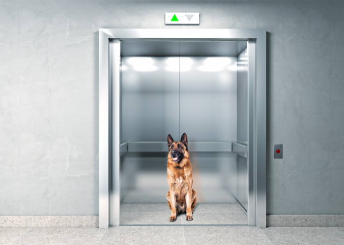 Owczarek niemiecki w windzie.