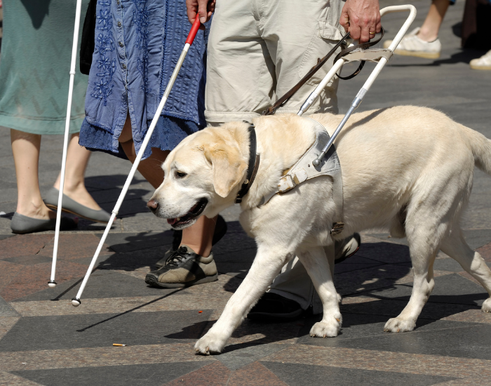Pies opiekun osoby niewidomej.