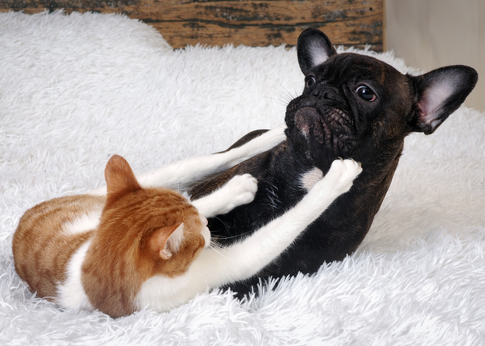 Dlaczego psy i koty się nie lubią?