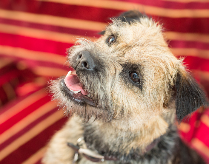 Pies border terrier.
