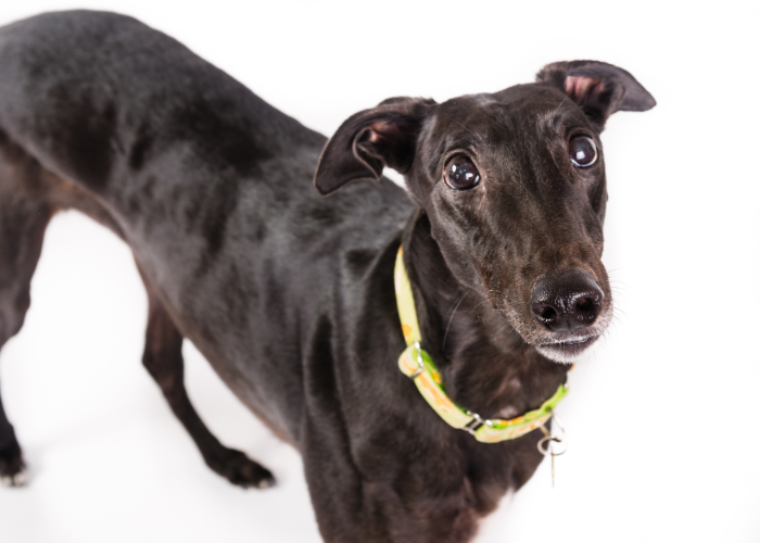 Czarny chart polski.