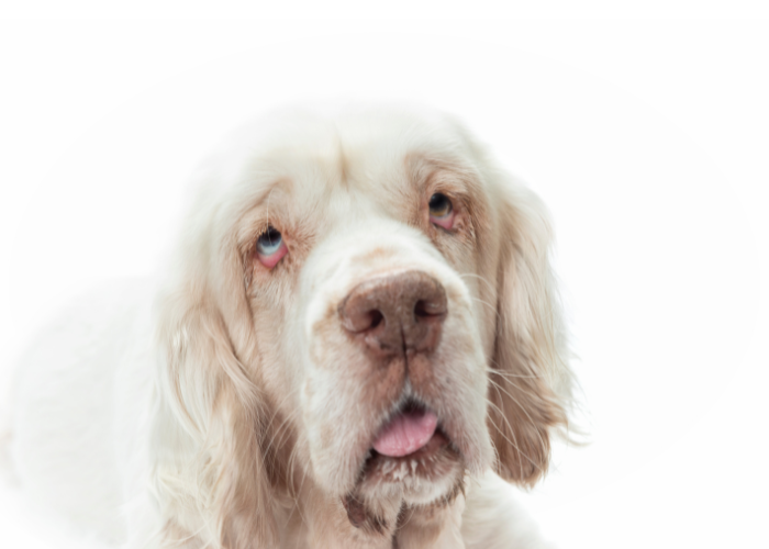 Dorosły clumber spaniel.