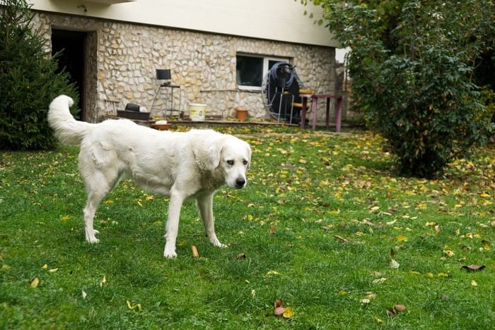 Czuwacz słowacki sylwetka.