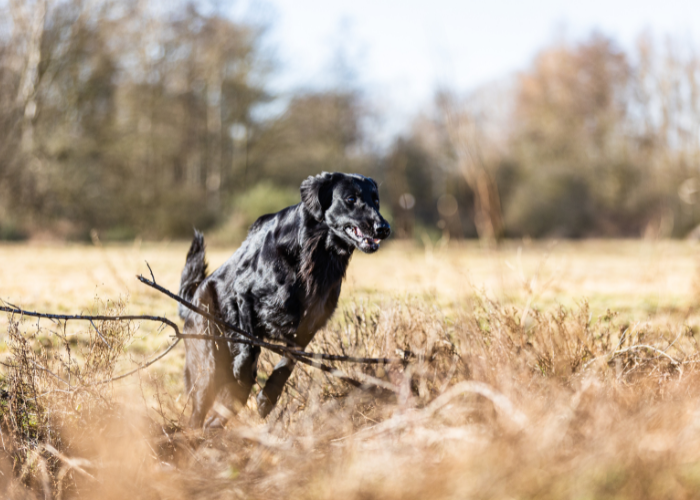 Rasa flat coated retriever.