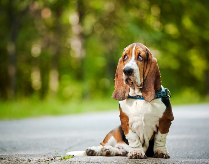 Basset to pies gończy.