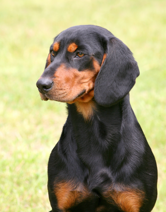 Pies gończy słowacki.