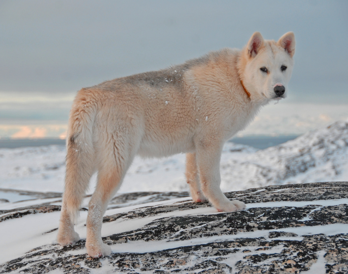 Dorosły pies grenlandzki.