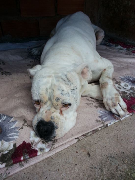 Buldog z chorobą skóry