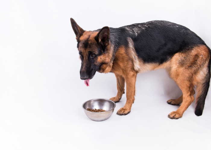 Owczarek niemiecki je ryby.