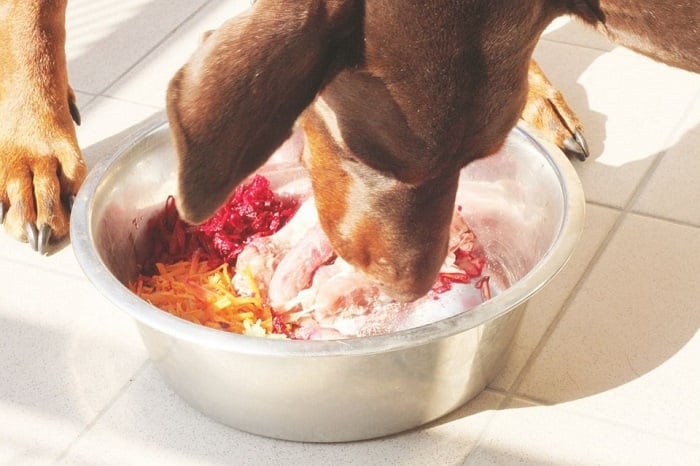 Pies je BARF.