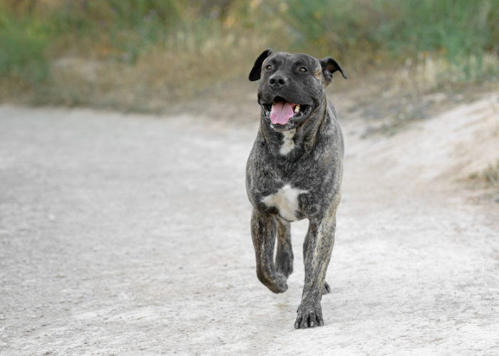 Pies dog kanaryjski.