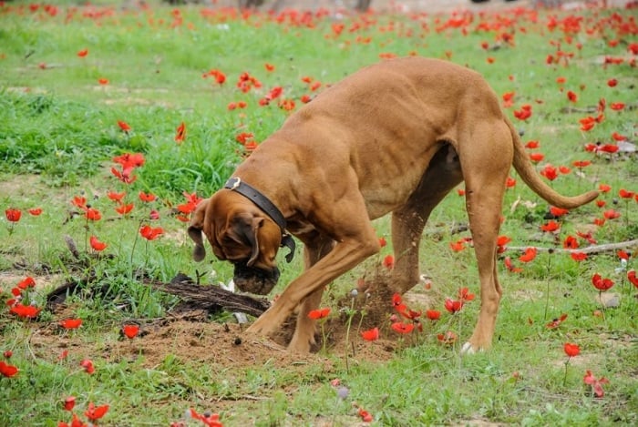 Boxer kopie w ogrodzie.