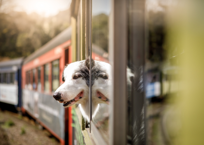 Film Pies, który jeździł koleją.