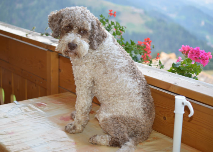 Suczka lagotto romagnolo.