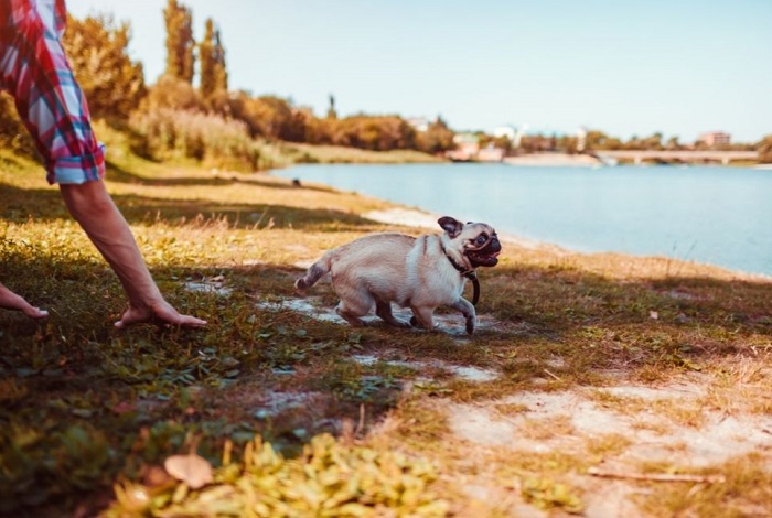 Zabawa z psem nad jeziorem w lato.