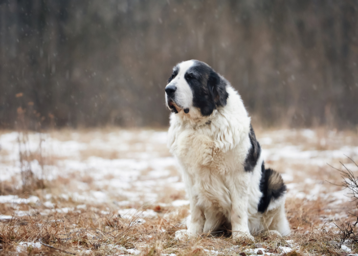 Dorosły mastif pirenejski w czarne łaty.