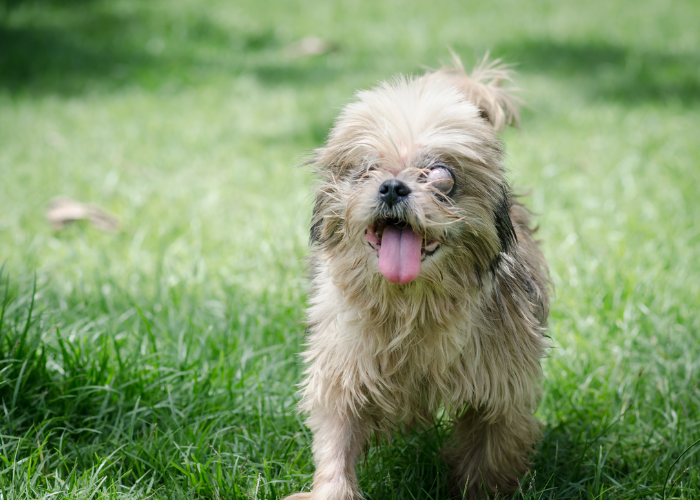 Niewidomy shih tzu.