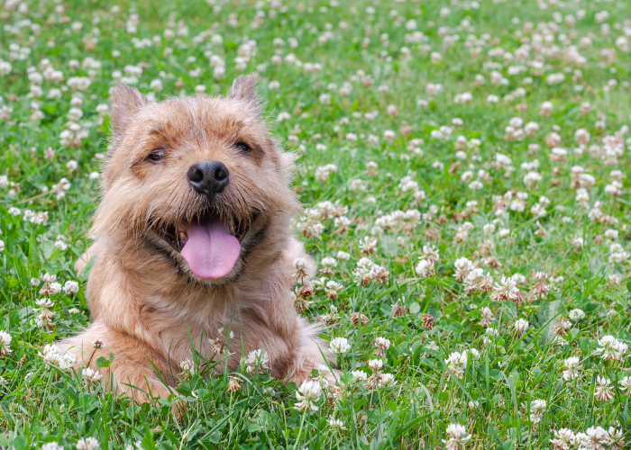 Norwich terrier na łące.