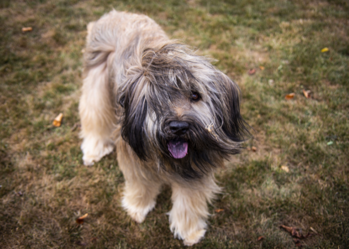 Dorosły owczarek kataloński.