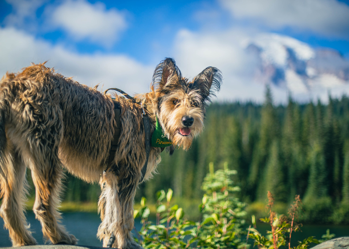 Pies owczarek pikardyjski nad jeziorem.