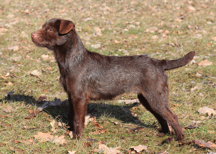 Patterdale terrier wygląd.