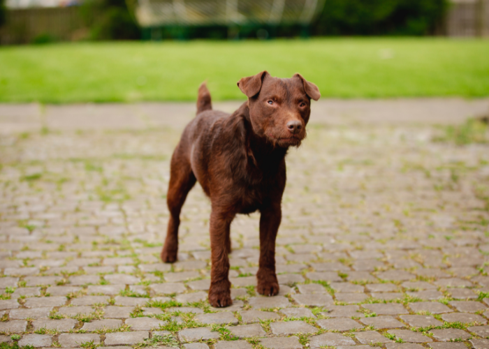 Wątrobiany patterdale terrier.