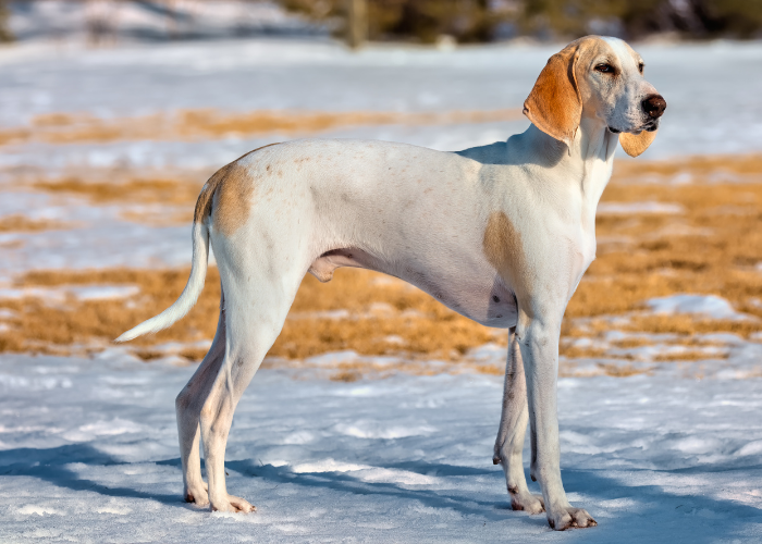 Wzorzec psa rasy porcelaine.