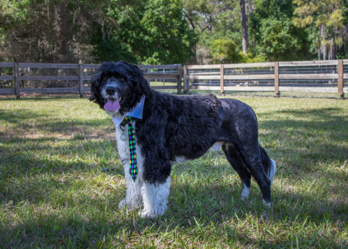 Portugalski pies dowodny strzyżenie.