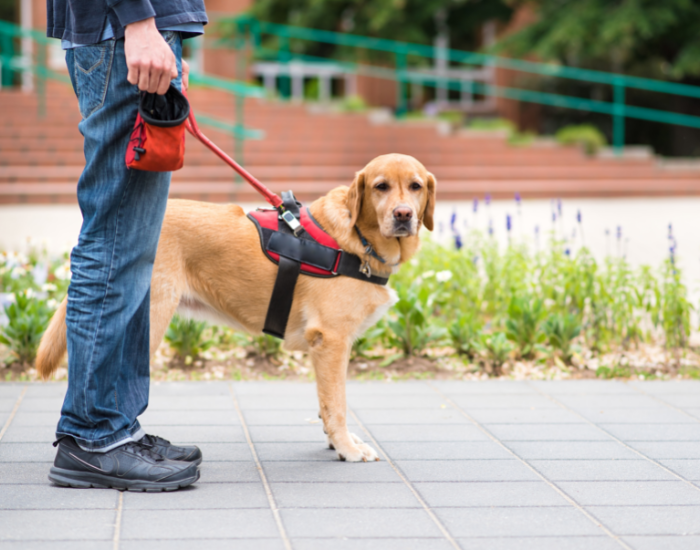 Szkolenie psa przewodnika.