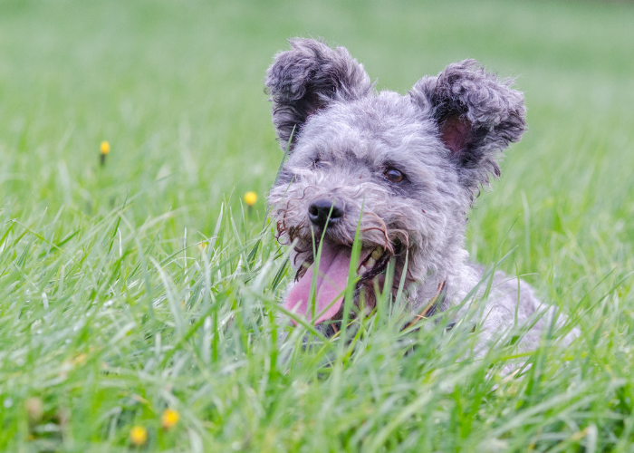 Pumi - węgierski pies pasterski.